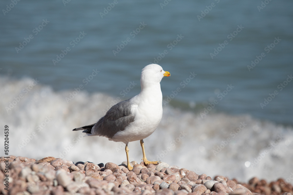 Seagull sits on the beach by the sea. Seagull sits on the beach by the sea.