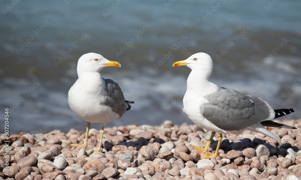 Seagull sits on the beach by the sea. Seagull sits on the beach by the sea.