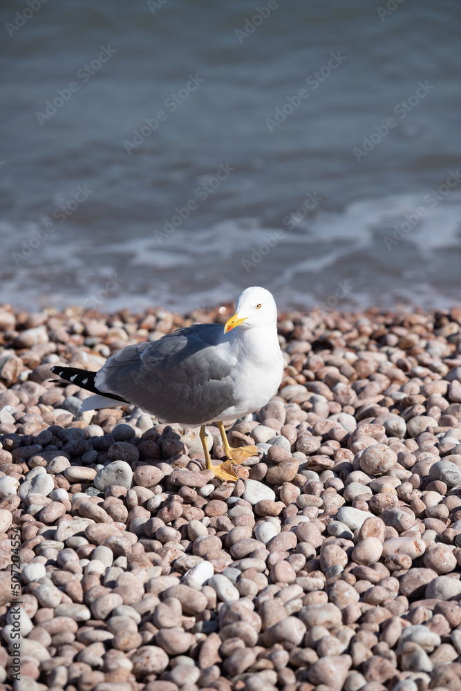 Seagull sits on the beach by the sea. Seagull sits on the beach by the sea.