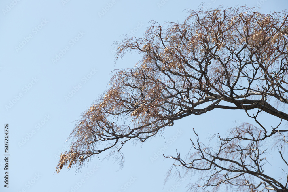 bare tree branches against a blue sky with clouds bare tree branches against a blue sky with clouds