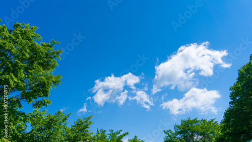 Fototapeta Naklejka Na Ścianę i Meble -  夏の青空と新緑の風景