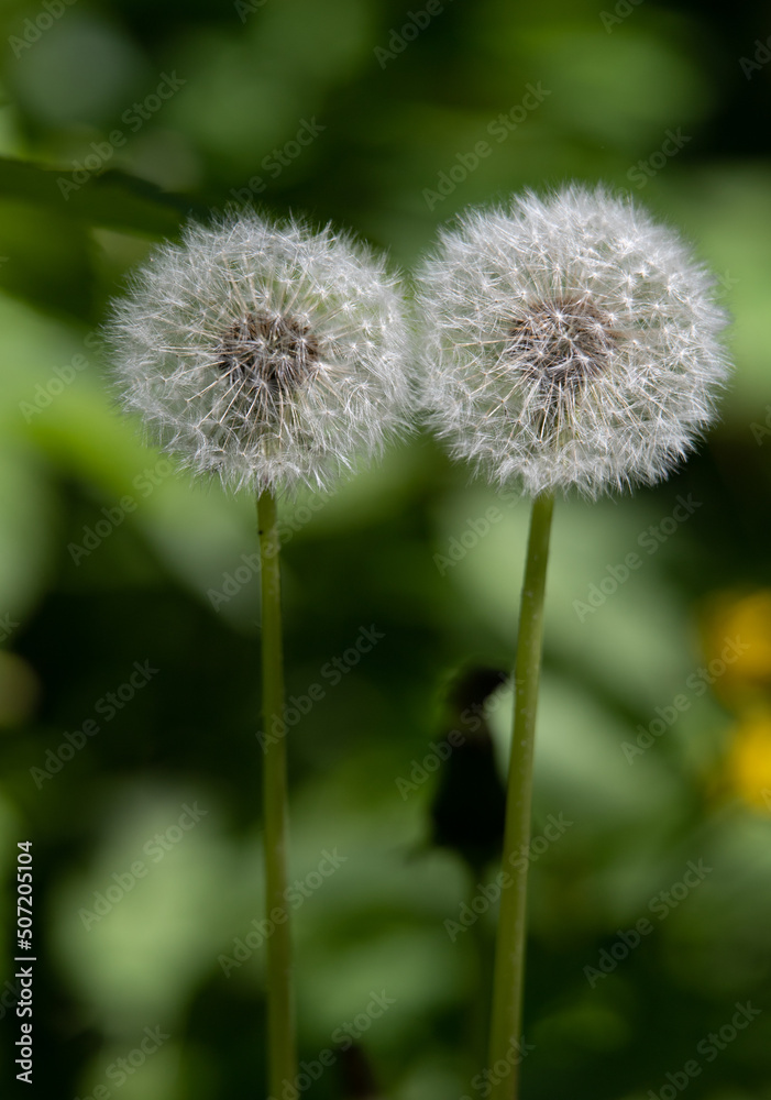 Fluffy white dandelion on a blurry background of nature Fluffy white dandelion on a blurry background of nature
