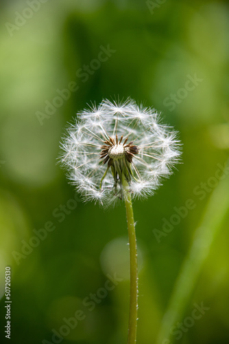 Fluffy white dandelion on a blurry background of nature