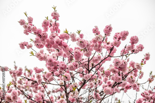 Pink sakura blossom, spring nature.