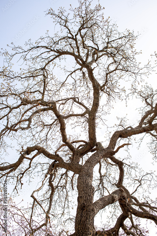 bare tree branches against a blue sky with clouds bare tree branches against a blue sky with clouds