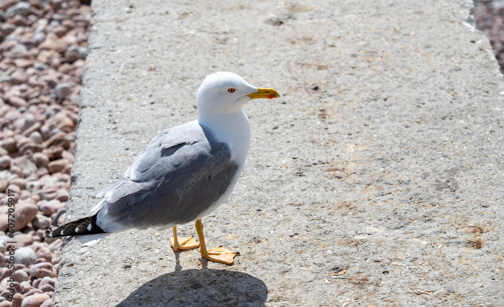 Seagull sits on the beach by the sea. Seagull sits on the beach by the sea.