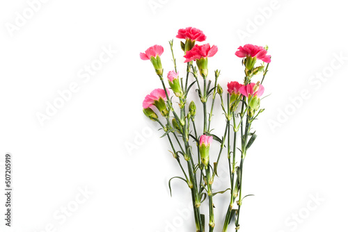 Branch pink carnation flowers isolated on white background