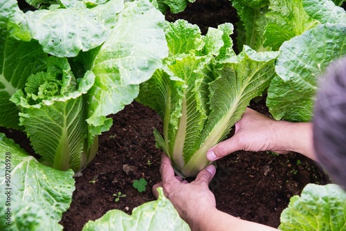 Man in organic chinese cabbage michihili garden, Chiangmai Thailand photo