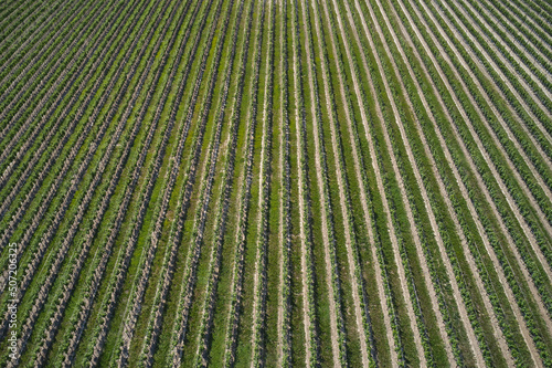 Italian vineyards aerial view. Italian viticulture. Rows of vineyards top view in Italy. Vineyard plantation top view