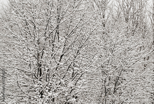 зимний пейзаж дерево красивый зимний узор в снегу