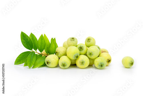 Fresh common myrtle fruits ( Myrtus communis ) on isolated white background
