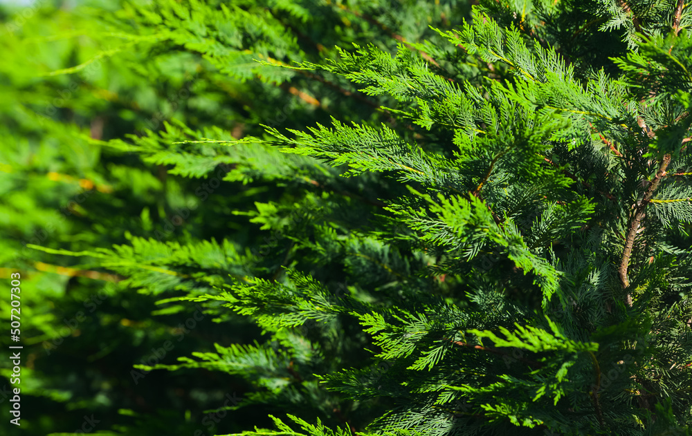 Leyland cypress leylandii used as natural fence in designing a backyard. Nature photography of these trees in sunrise light. Leyland cypress leylandii used as natural fence in designing a backyard. Nature photography of these trees in sunrise light.