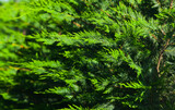 Leyland cypress leylandii used as natural fence in designing a backyard.  Nature photography of these trees in sunrise light.