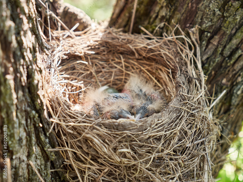 Nest with newborn blackbird chicks and egg. Natural selection and life of blackbirds in the wild. Nest with newborn blackbird chicks and egg. Natural selection and life of blackbirds in the wild.
