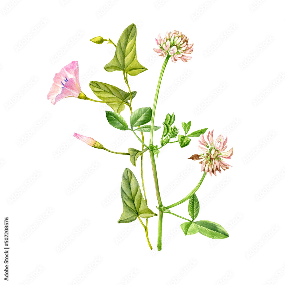 watercolor drawing bouquet of flowers, bindweed and alsike clover isolated at white background , hand drawn botanical illustration