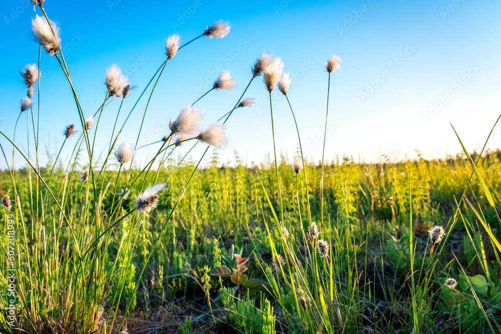 Summer Karelian landscape. Cotton grass flowers in the Karelian swamp at sunset.