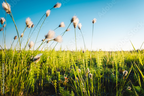 Summer Karelian landscape. Cotton grass flowers in the Karelian swamp at sunset.