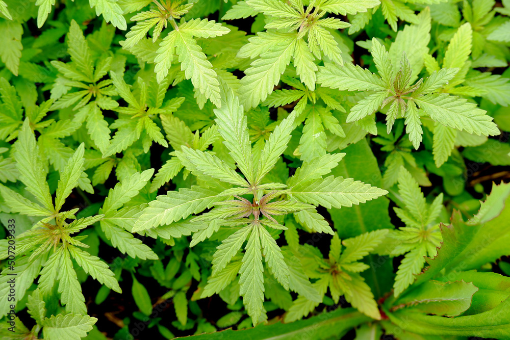 Young hemp grows in the ground. Marijuana with bright green leaves in the sun. Young hemp grows in the ground. Marijuana with bright green leaves in the sun.