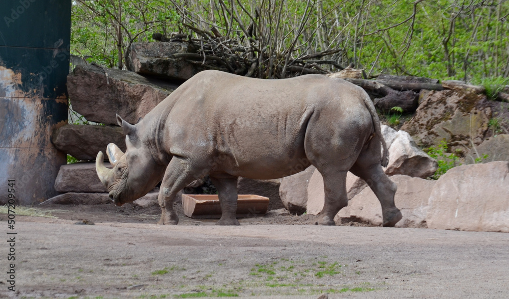 Diceros bicornis - Black Rhinoceros, They use their pointed upper lip as a kind of hand Diceros bicornis - Black Rhinoceros, They use their pointed upper lip as a kind of hand
