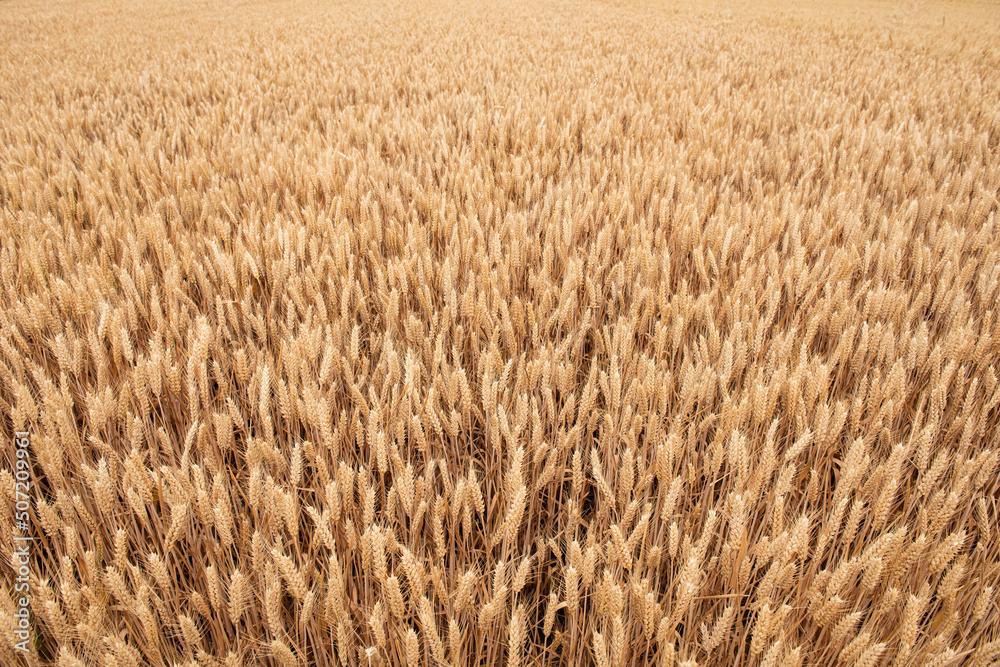 Rich harvest wheat field. Ears of golden wheat closeup. Rich harvest wheat field. Ears of golden wheat closeup.