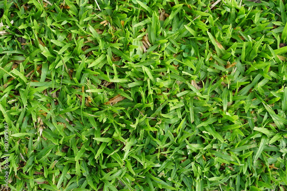 green grass background in football field