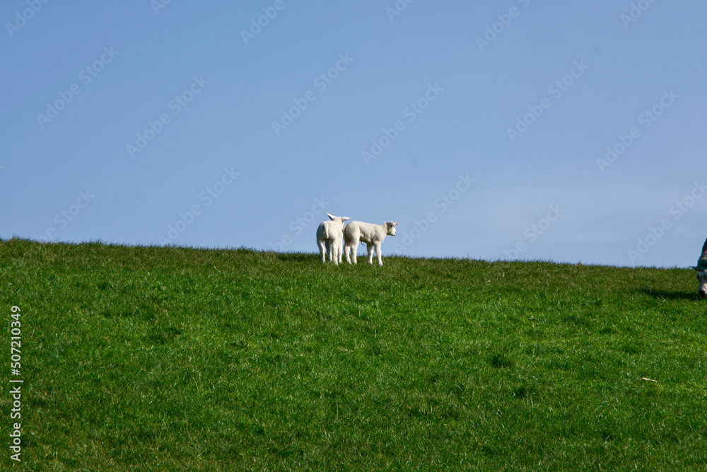 Fototapeta premium Two lambs on dike in the sun on Texel.