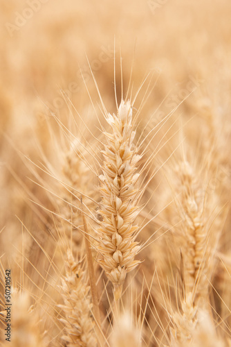Rich harvest wheat field. Ears of golden wheat closeup.