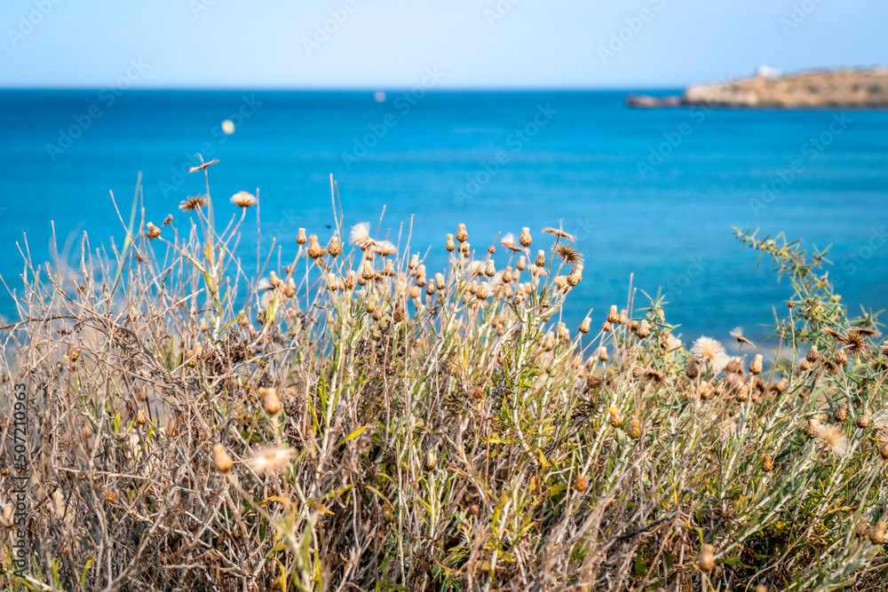 Obraz premium Summer landscape in Cyprus. Grass flowers close-up on the background of the sea