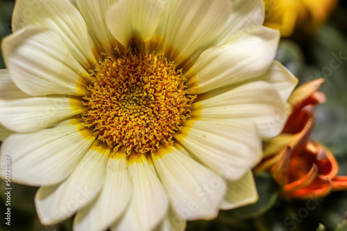 Treasure Flower . Bone white  and saddle brown. Overhead view . Macro