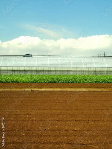 Wallpaper Mural 秋の朝の耕作された野菜畑と緑肥茂る畑と農業用ハウス Torontodigital.ca