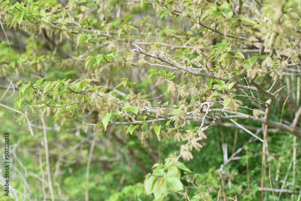 Mulberry flowers. Moraceae deciduous shrub. Around April, pale yellow florets are attached to the spikes. Mulberry flowers. Moraceae deciduous shrub. Around April, pale yellow florets are attached to the spikes.
