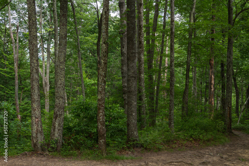 In the Forest of Great Smoky Mountains National Park  Tennessee