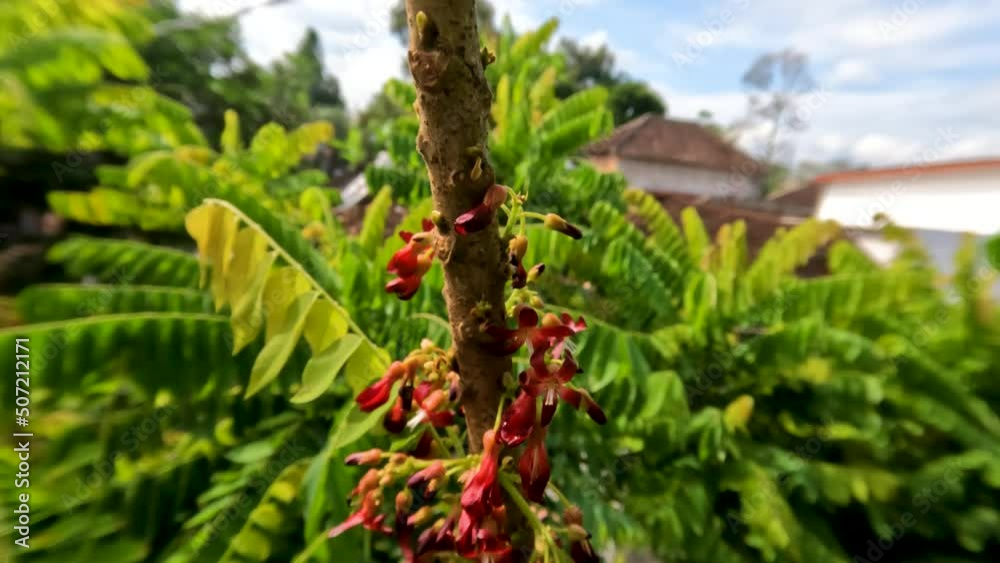 Bilimbi plant stems that are in bloom, shaped like small red and brown trumpets Bilimbi plant stems that are in bloom, shaped like small red and brown trumpets