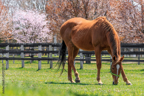 北海道浦河町、牧草をついばむ競走馬と桜【5月】 photo