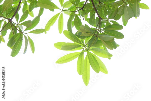 green leaves on a white background.
