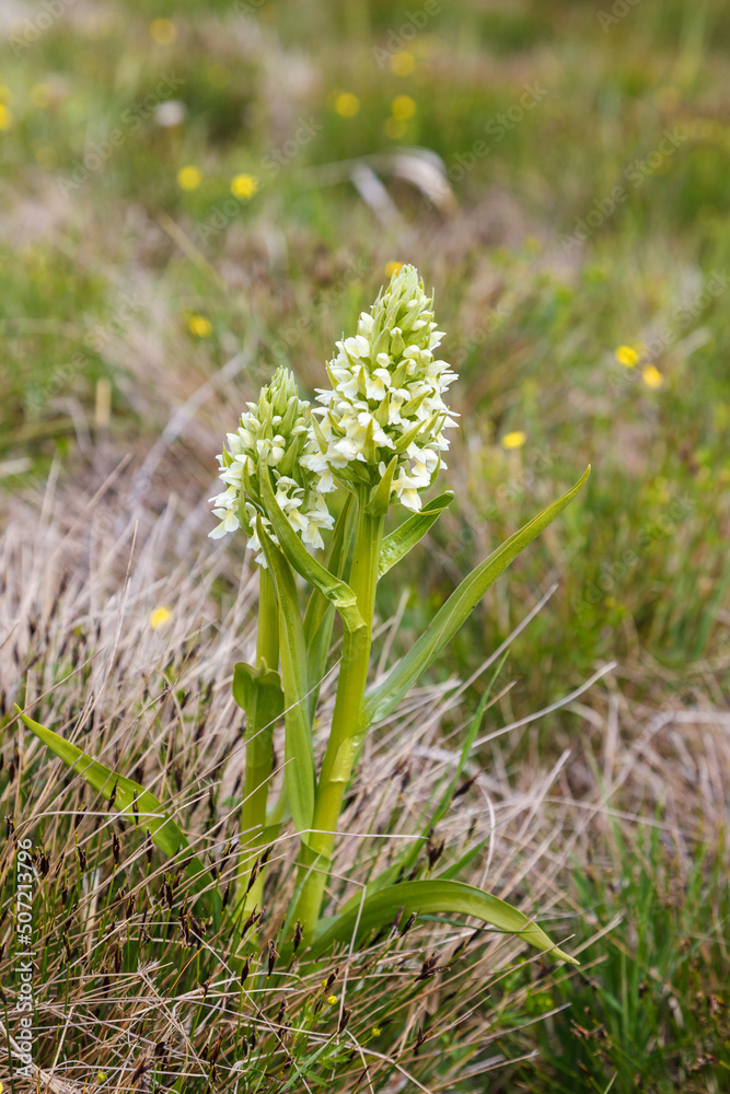 White Early marsh-orchid in a wet meadow White Early marsh-orchid in a wet meadow