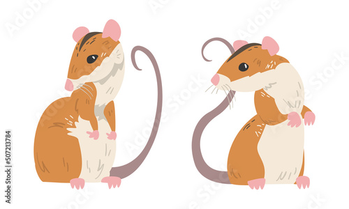 Field Mouse as Small Rodent with Long Tail and Dorsal Black Stripe Standing Vector Set