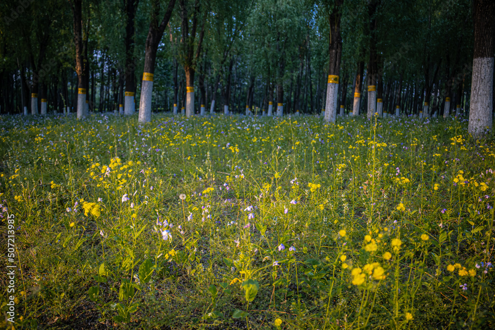 Obraz premium spring in the park