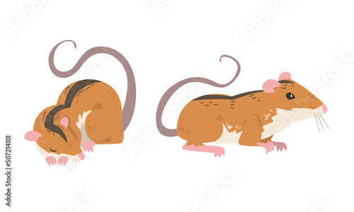 Field Mouse as Small Rodent with Long Tail and Dorsal Black Stripe Cuddling and Sitting Vector Set