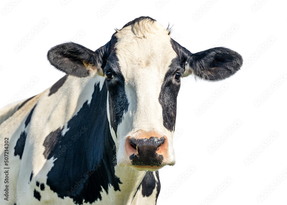 Cow isolated on white background, black and white looking kindly, pink nose, in front view