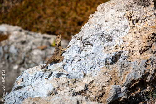 Portrait of a Cypriot lizard on a white stone. Natural habitat