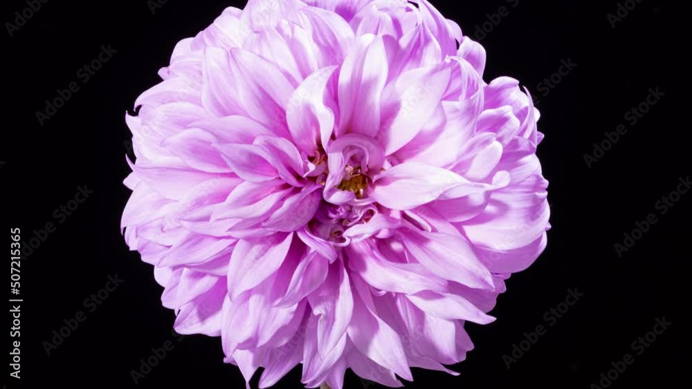 Time lapse of a beautiful dahlia flower blooming