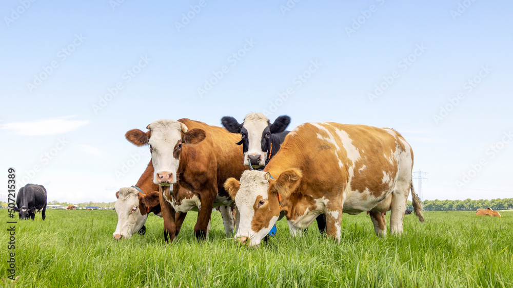 Row cows together in a field, happy and joyful and a blue cloudy sky, idyllic scene