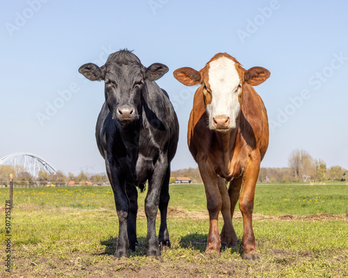 Two cows side by side, love portrait multi colored red and black and white diversity and blue sky background