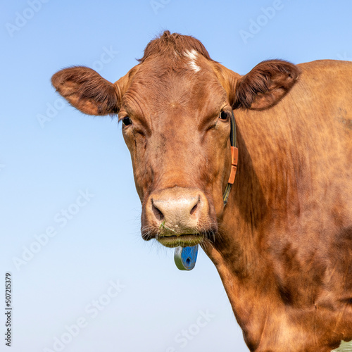 Cow portrait of a lovely red one, looking friendly and calm, a blue sky background © Clara