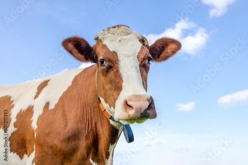 Cow looking friendly, portrait of the head, face mature and calm © Clara