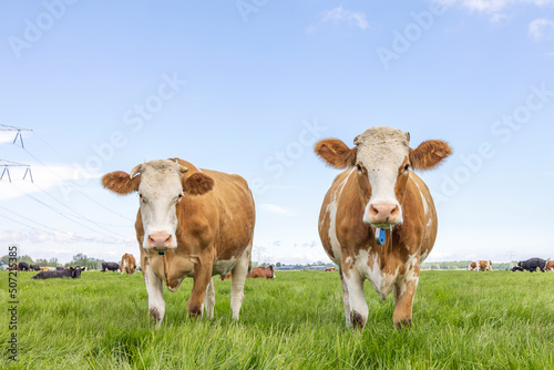 Two cute cows standing upright together in a green meadow under a blue sky and a horizon over land