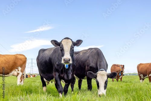 Two cows, standing and grazing in a pasture under a blue sky, Fleckvieh Cattle looking happy together