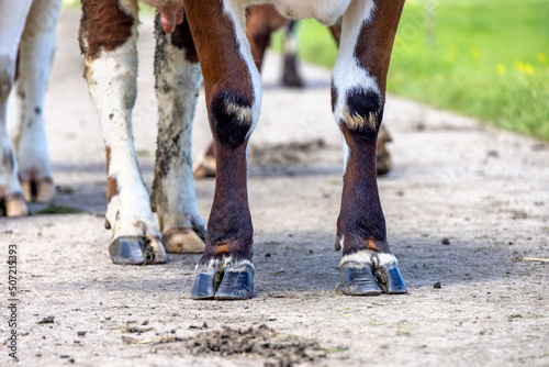 Cow hooves of standing, a dairy cow on a path, red brown and white fur photo