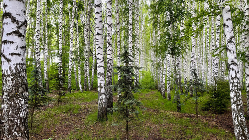Birch grove in spring on a clear summer day. Beautiful young birch trees formed the forest. Small young Christmas trees grow in the middle of the forest.